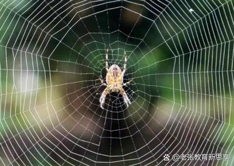 迷你世界蜘蛛网怎么得[图2]